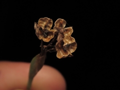 Sisyrinchium demissum, photograph (c) Abraham Sánchez Romero, some rights reserved (CC BY)