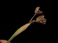 Sisyrinchium demissum, photograph (c) Abraham Sánchez Romero, some rights reserved (CC BY)