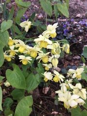 Epimedium × versicolor