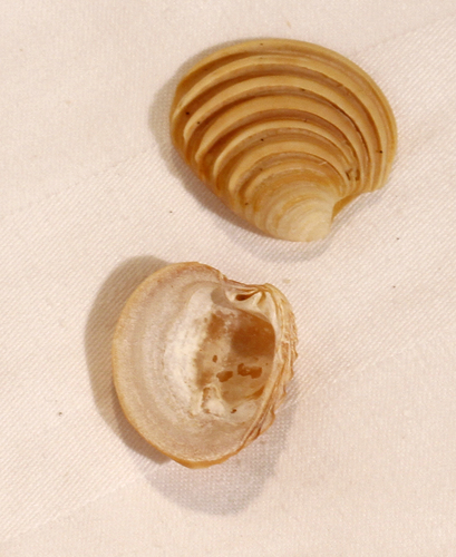 Representative image of Clausinella