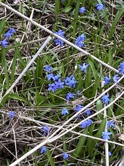 Scilla siberica