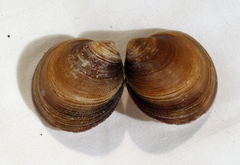 Cyclina sinensis