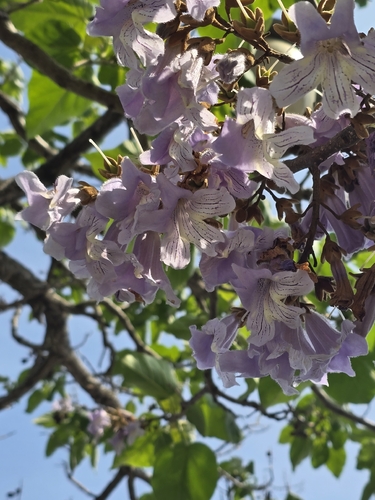 princess tree