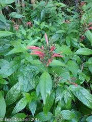 Dianthera secunda