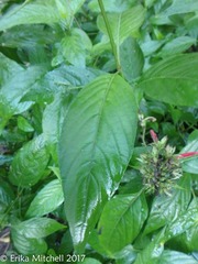Dianthera secunda