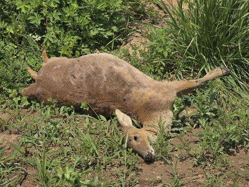 Water Deer
