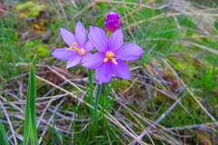 Olsynium douglasii