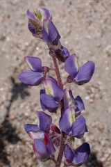Lupinus sparsiflorus, photograph author not stated, no rights reserved