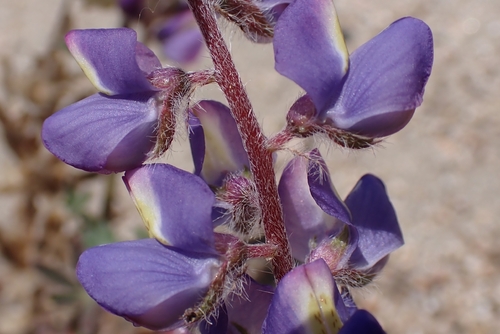Lupinus sparsiflorus, photograph 3