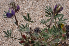 Lupinus sparsiflorus, photograph author not stated, no rights reserved