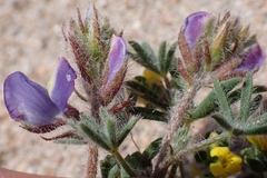 Lupinus sparsiflorus, photograph author not stated, no rights reserved