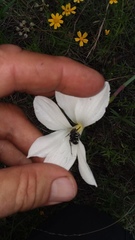 Trichiotinus texanus