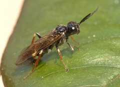 Allantus cinctus