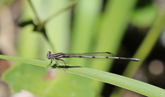 Platycnemididae
