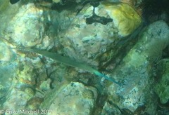 Fistularia tabacaria