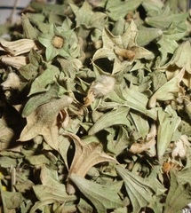 Lagochilus inebrians