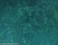Eques punctatus