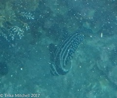 Eques punctatus