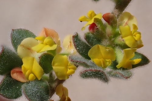 Acmispon tomentosus, photograph 2