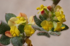 Acmispon tomentosus, photograph author not stated, no rights reserved