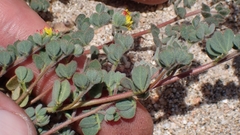 Acmispon tomentosus, photograph author not stated, no rights reserved