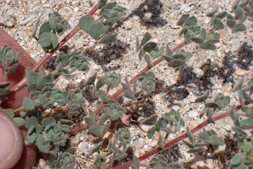 Acmispon tomentosus, photograph 4
