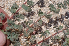 Acmispon tomentosus, photograph author not stated, no rights reserved