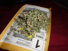 Lagochilus inebrians