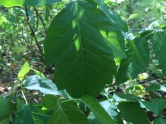 Toxicodendron pubescens