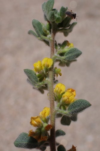 Acmispon tomentosus, photograph 5