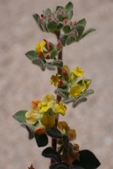 Acmispon tomentosus, photograph author not stated, no rights reserved