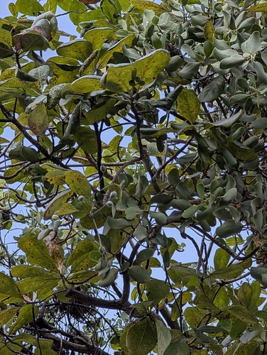 Terminalia muelleri, photograph 5