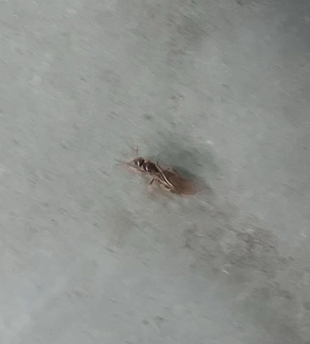 Yellow-footed Ant