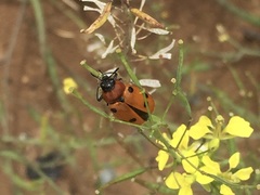 Tituboea sexmaculata