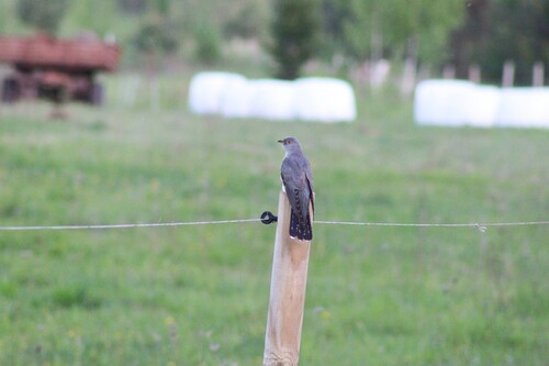 Common Cuckoo