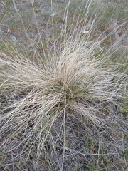Festuca idahoensis