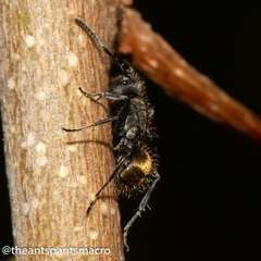 Polyrhachis aurea