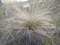 Festuca idahoensis