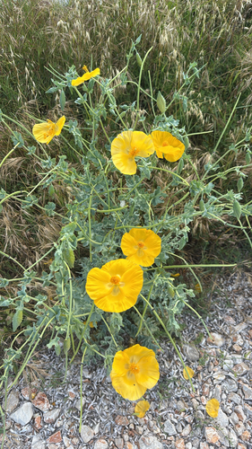 Yellow Horned Poppy