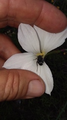 Trichiotinus texanus