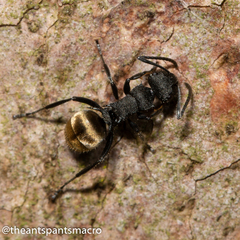 Polyrhachis erato
