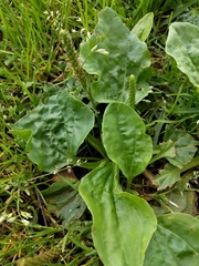 Plantago major