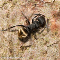 Polyrhachis erato