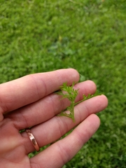 Lepidium didymum