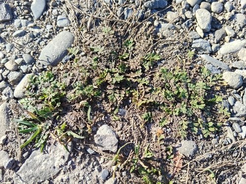 Lepidium tenuicaule observed 2026-05-24