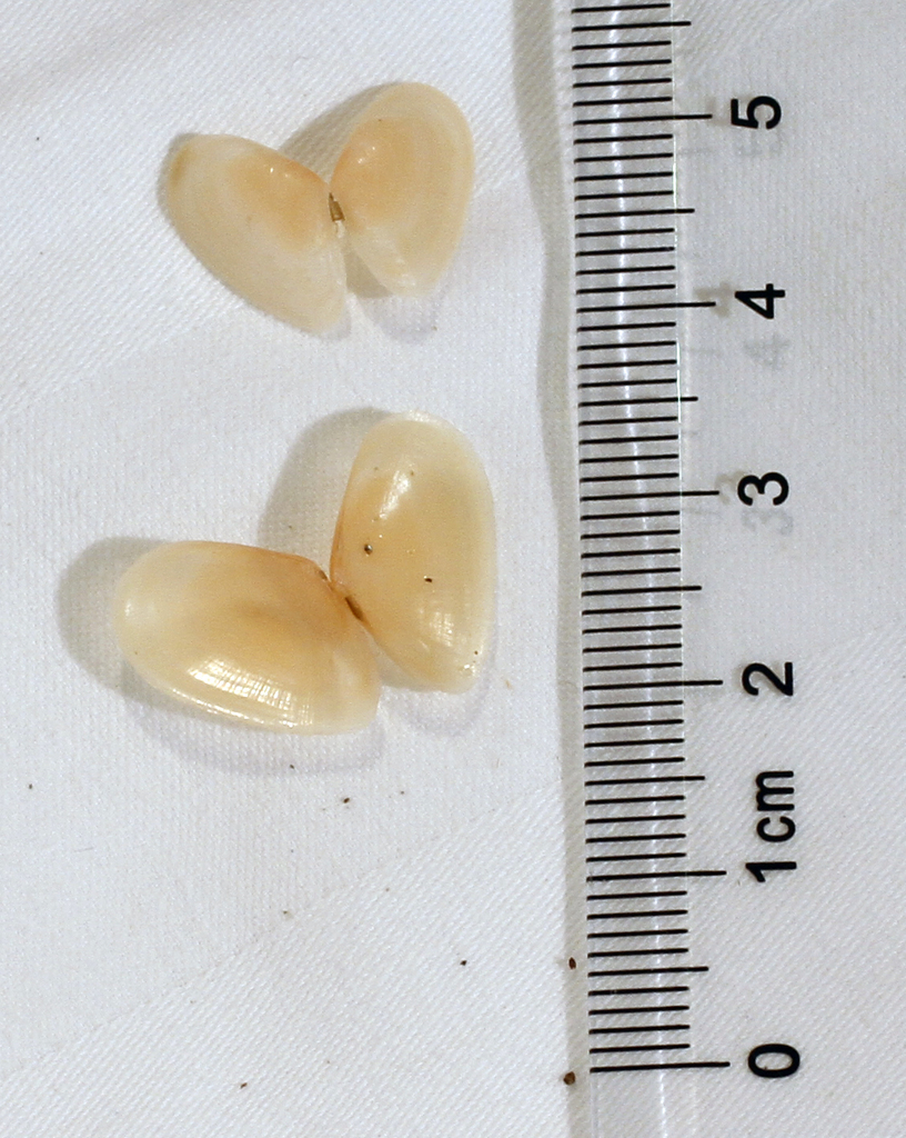 Nitidotellina
