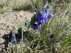 Mertensia longiflora