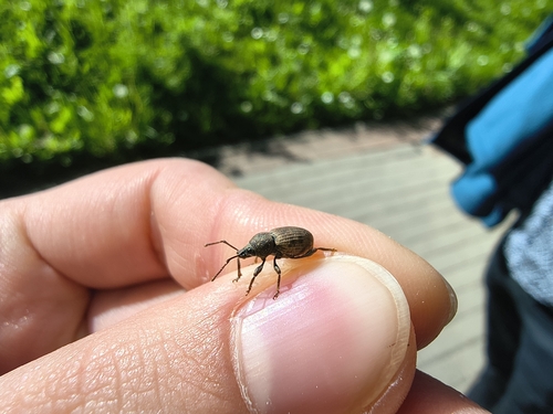 Otiorhynchus raucus