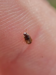 Epuraea melanocephala