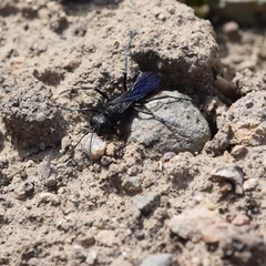 Sphecidae